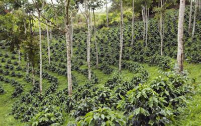 Savoring Sustainability: The Impact of Eco-Friendly Coffee Farming
