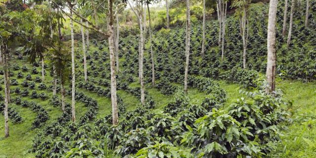 coffee farming